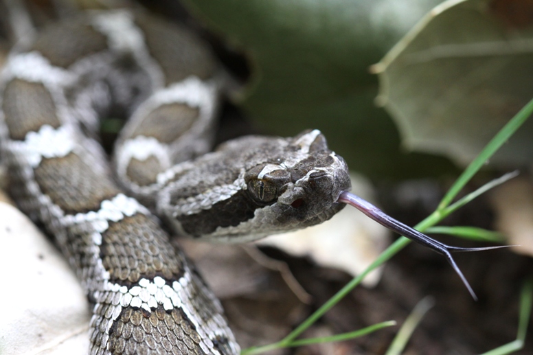 rattlesnake